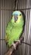 Amazon Birds for sale in Buford, GA, USA. price: $875