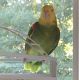 Amazon Birds for sale in Buford, GA, USA. price: $1,200