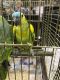 Amazon Birds for sale in Rhode Island Ave NE, Washington, DC, USA. price: NA