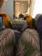 Amazon Birds for sale in Albuquerque, NM, USA. price: $1,400