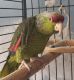 Amazon Birds for sale in Aurora, CO 80013, USA. price: $800