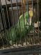 Amazon Birds for sale in Cumberland, RI 02864, USA. price: NA