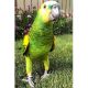Amazon Birds for sale in Florida City, FL, USA. price: $700