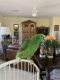 Amazon Birds for sale in Henderson, NV, USA. price: $1,000
