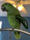 Amazon Birds for sale in 12773 N 87th Dr, Peoria, AZ 85381, USA. price: NA