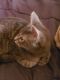 American Bobtail Cats for sale in Justice, IL, USA. price: NA
