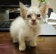American Bobtail Cats for sale in Michigan City, IN, USA. price: NA