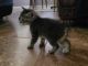 American Bobtail Cats for sale in Visalia, CA, USA. price: NA