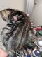 American Bobtail Cats for sale in Canby, OR 97013, USA. price: NA