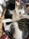 American Bobtail Cats for sale in 6703 Missouri Dr, Vancouver, WA 98661, USA. price: NA