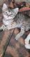 American Bobtail Cats for sale in Houston, TX, USA. price: $100,400