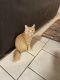 American Bobtail Cats for sale in Jersey City, NJ, USA. price: $400
