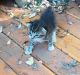 American Bobtail Cats for sale in Shasta Lake, CA 96019, USA. price: NA