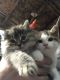 American Bobtail Cats for sale in Gig Harbor, WA, USA. price: $600