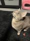 American Bobtail Cats for sale in NEW SALEM BRO, PA 17408, USA. price: $70