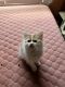 American Bobtail Cats for sale in Knoxville, TN, USA. price: NA