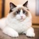 American Bobtail Cats for sale in San Francisco, CA, USA. price: $475