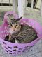 American Bobtail Cats for sale in Houston, TX 77064, USA. price: $30
