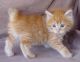 American Bobtail Cats for sale in Wapato, WA 98951, USA. price: $300