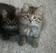 American Bobtail Cats for sale in Chandler, AZ, USA. price: NA