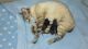 American Bobtail Cats for sale in Atlanta, GA, USA. price: NA
