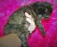 American Bobtail Cats for sale in Mentone, AL, USA. price: NA