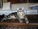 American Bobtail Cats for sale in Los Angeles, CA, USA. price: NA