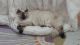 American Bobtail Cats for sale in Budd Lake, Mt Olive Township, NJ, USA. price: NA