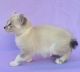 American Bobtail Cats for sale in San Francisco, CA 94154, USA. price: NA