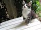 American Bobtail Cats for sale in Jacksonville, TX 75766, USA. price: $125