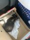 American Bobtail Cats for sale in Cleveland, OH, USA. price: NA