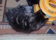 American Bobtail Cats for sale in Mentone, AL, USA. price: NA