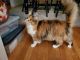 American Bobtail Cats for sale in 12 Riverside Dr, Smithfield, VA 23430, USA. price: NA
