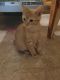 American Bobtail Cats for sale in Louisville, KY, USA. price: NA