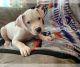 American Bulldog Puppies for sale in Los Angeles, CA, USA. price: $700