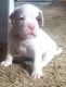 American Bulldog Puppies for sale in Frazier Park, CA 93225, USA. price: NA