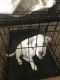 American Bulldog Puppies for sale in 40814 W Bravo Dr, Maricopa, AZ 85138, USA. price: NA