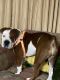 American Bulldog Puppies for sale in 6300 Parc Corniche Dr, Orlando, FL 32821, USA. price: NA