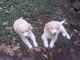American Bulldog Puppies for sale in Greenbrier, AR 72058, USA. price: NA