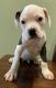 American Bulldog Puppies for sale in Odenton, MD 21113, USA. price: NA