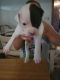 American Bulldog Puppies for sale in Huber Heights, OH 45424, USA. price: NA