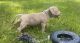 American Bulldog Puppies for sale in Euless, TX 76040, USA. price: $2,000