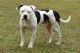 American Bulldog Puppies for sale in Cottonwood, CA 96022, USA. price: NA