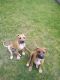 American Bulldog Puppies for sale in Augusta, GA 30906, USA. price: NA