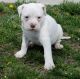 American Bulldog Puppies for sale in Texarkana, TX, USA. price: NA