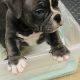 American Bulldog Puppies for sale in Orange County, CA, USA. price: NA