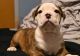 American Bulldog Puppies for sale in Burnham, IL, USA. price: $2,000