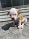 American Bulldog Puppies for sale in 4889 Hawk Meadow Dr, Colorado Springs, CO 80916, USA. price: $1,000