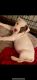 American Bulldog Puppies for sale in Des Moines, IA, USA. price: $300