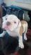 American Bulldog Puppies for sale in Las Vegas, NV, USA. price: $3,000